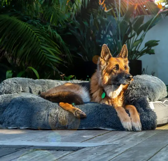 Custom Pet Portraits That Turn Cherished Memories Into Timeless Art